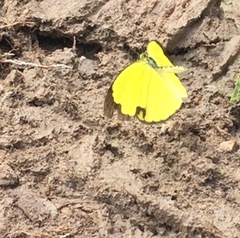 Eurema hecabe hecabe