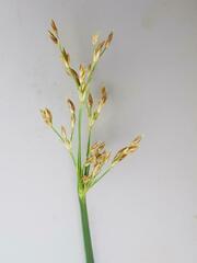 Fimbristylis dichotoma dichotoma