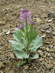 Thelypodium repandum