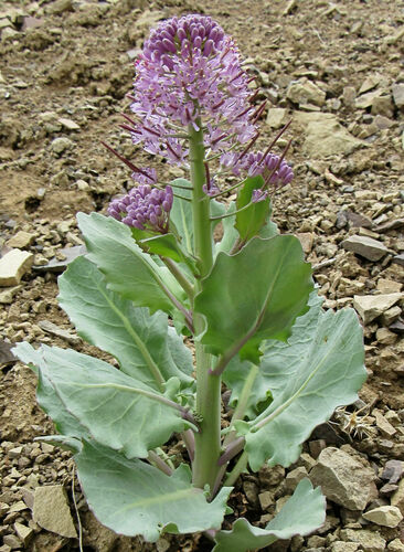 wavyleaf thelypody (Thelypodium repandum)