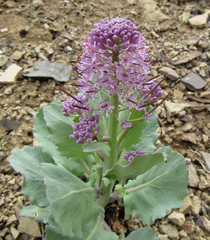 Thelypodium repandum