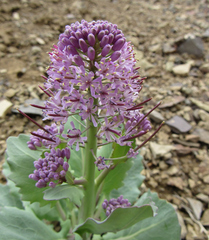 Thelypodium repandum