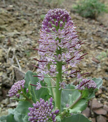 Thelypodium repandum