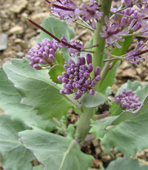 Thelypodium repandum
