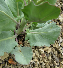 Thelypodium repandum