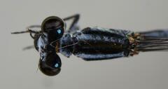 Pseudagrion