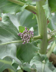 Thelypodium repandum