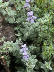 Jamesbrittenia pristisepala