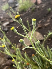Senecio asperulus