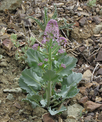 Thelypodium repandum