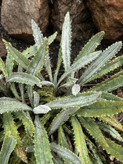 Senecio asperulus