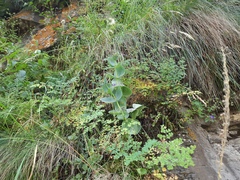 Hylotelephium caucasicum