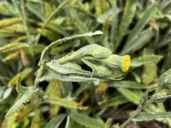 Senecio asperulus