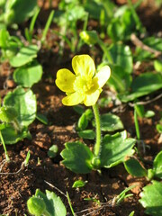 Image of Ranunculus cytheraeus