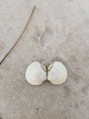 Laevicardium mortoni