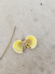 Laevicardium mortoni