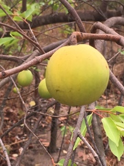Hancornia speciosa