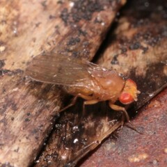Drosophila immigrans
