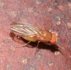 Drosophila immigrans