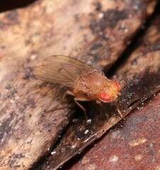 Drosophila immigrans