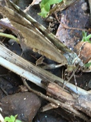 Hydriomena nubilofasciata