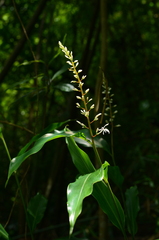 Alpinia intermedia