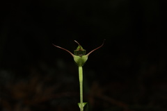 Pterostylis agathicola