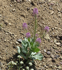 Thelypodium repandum