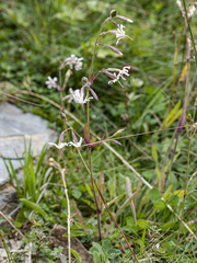 Silene nutans nutans