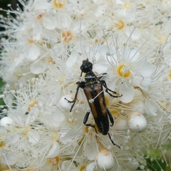 Strangalepta abbreviata