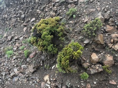 Helichrysum tenuifolium