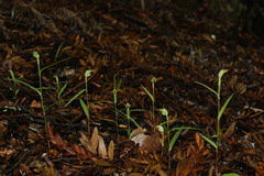 Pterostylis agathicola