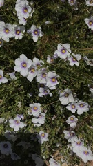 Nierembergia linariifolia