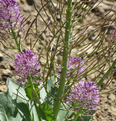 Thelypodium repandum