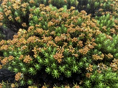 Helichrysum tenuifolium