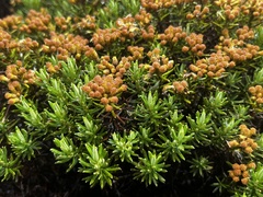 Helichrysum tenuifolium