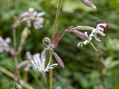 Silene nutans nutans