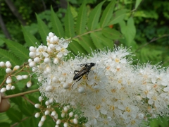 Strangalepta abbreviata