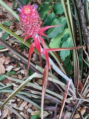 Ananas comosus comosus