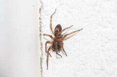 Amaurobius fenestralis