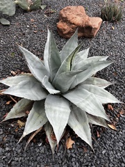 Agave ovatifolia