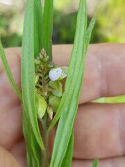 Polygala welwitschii