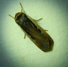 Ochropleura leucogaster