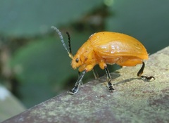 Podontia lutea