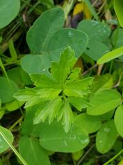 Ranunculus multifidus