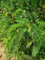 Senna didymobotrya
