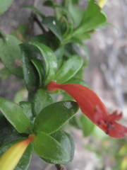 Bakerella microcuspis