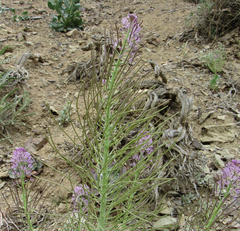Thelypodium repandum