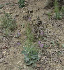 Thelypodium repandum