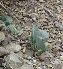 Thelypodium repandum